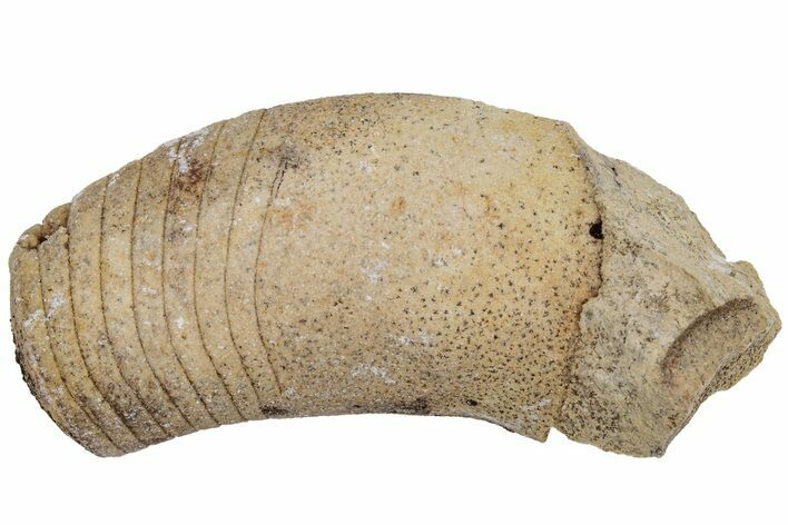 Ordovician Oncoceratid (Beloitoceras) Fossil - Wisconsin #216383